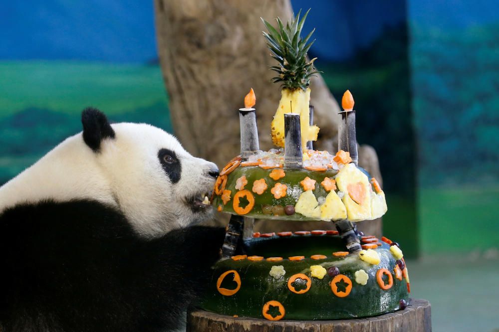 Una panda gigante, Yuan Zai, come su 'pastel de cumpleaños' hecho de hielo y frutas en el Zoológico de Taipei, Taiwán