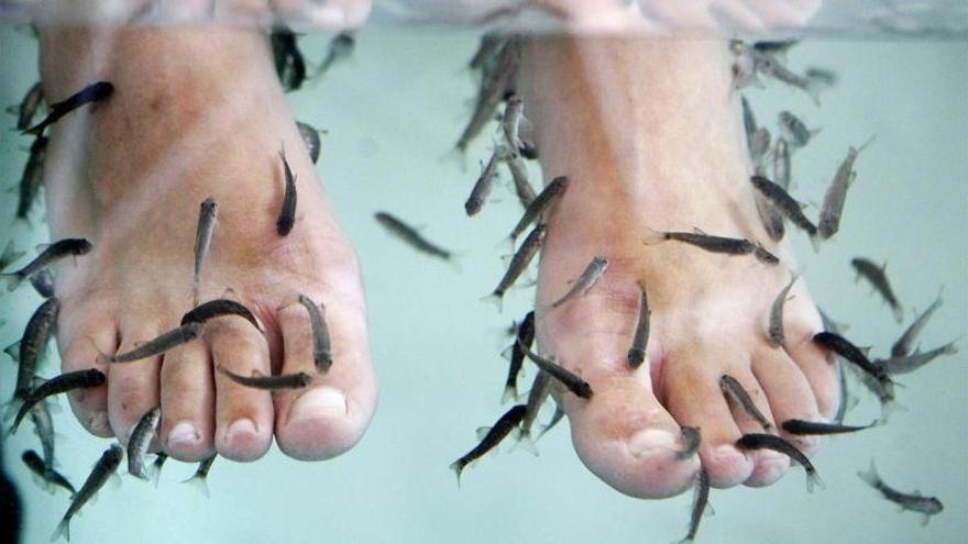 ¿Es peligrosa para la salud la pedicura con peces?