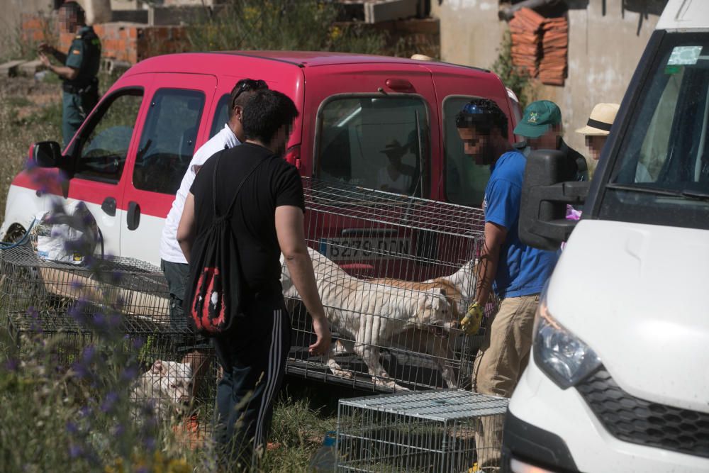 Rescatados perros Valdeperdices