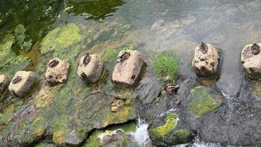 Una imagen sorprendente: los patos del Güeña, en Cangas de Onís, reposan en perfecta alineación