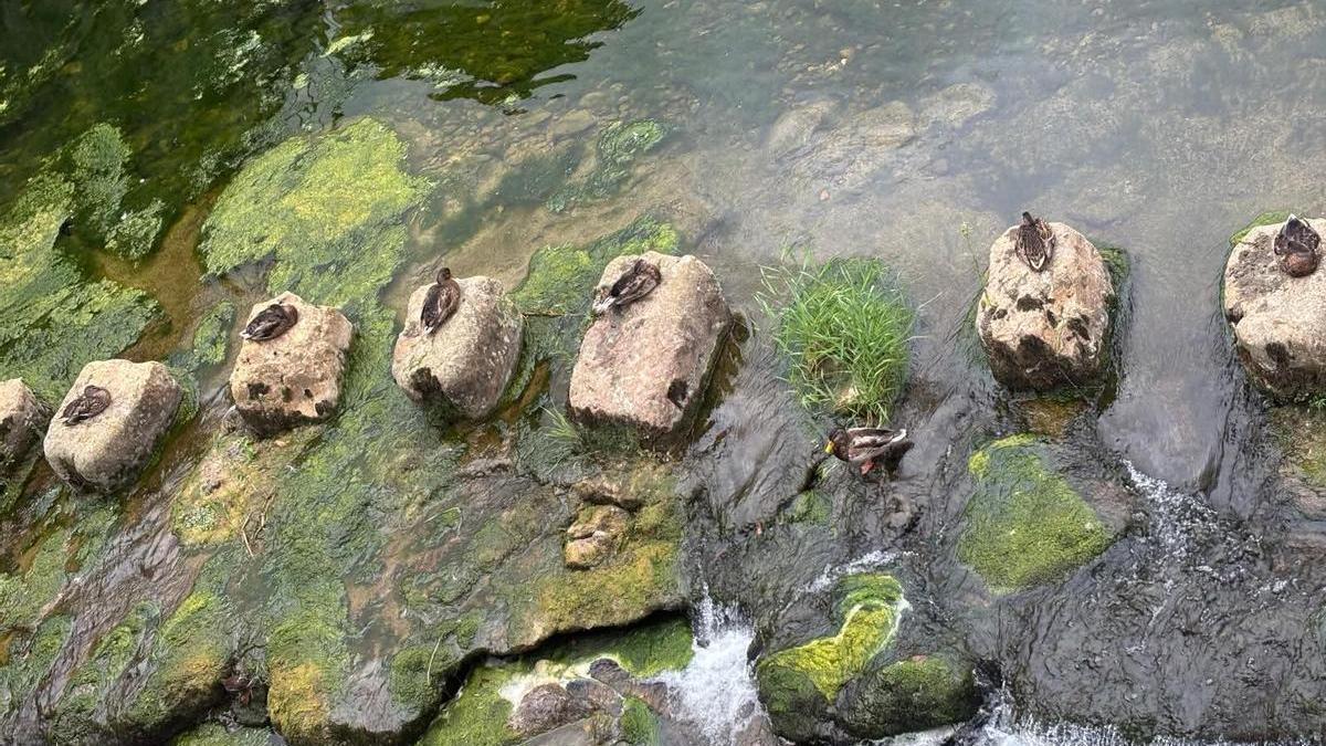 Los patos del Güeña, descansando en las piedras del Güeña.