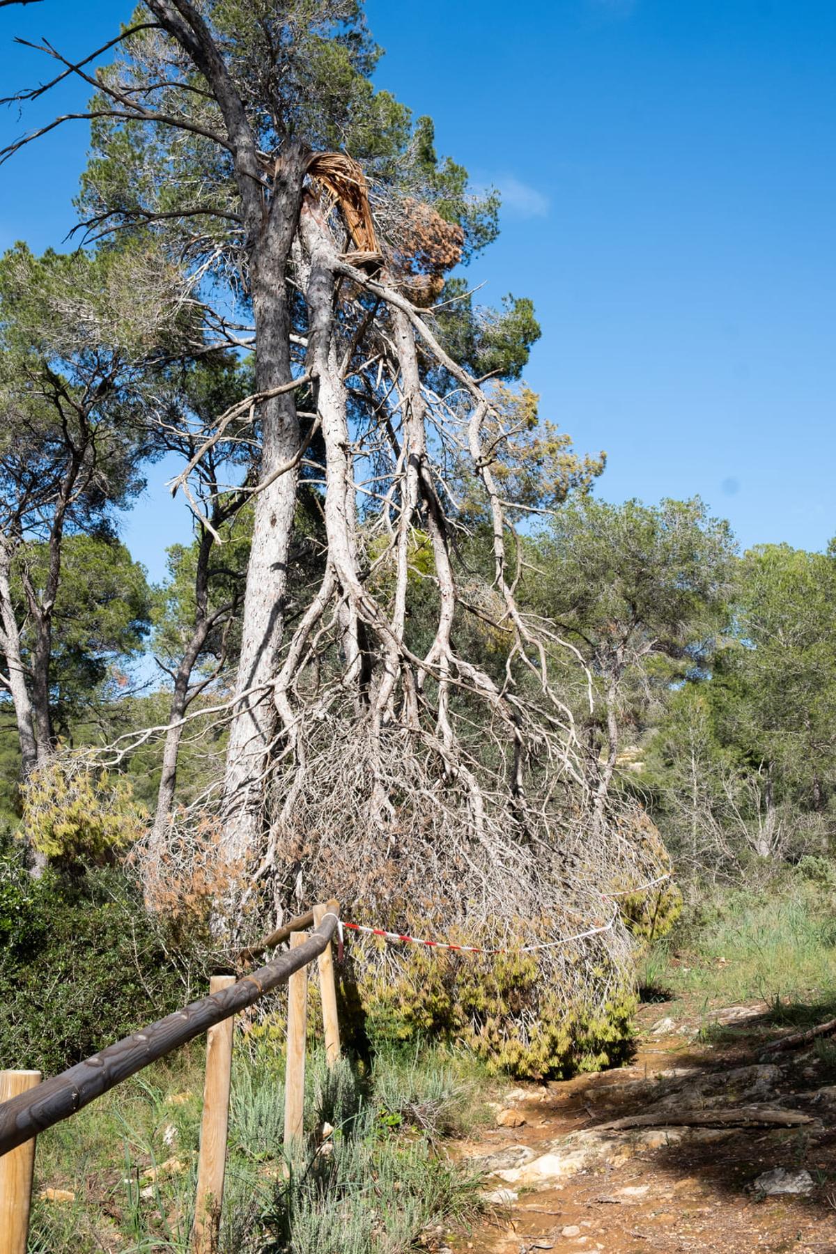 Las fotos de la degradación del bosque del Castillo de Bellver