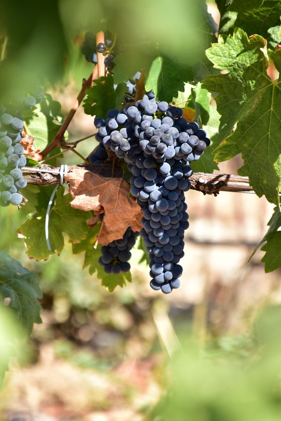 Cepa en un viñedo de Valladolid