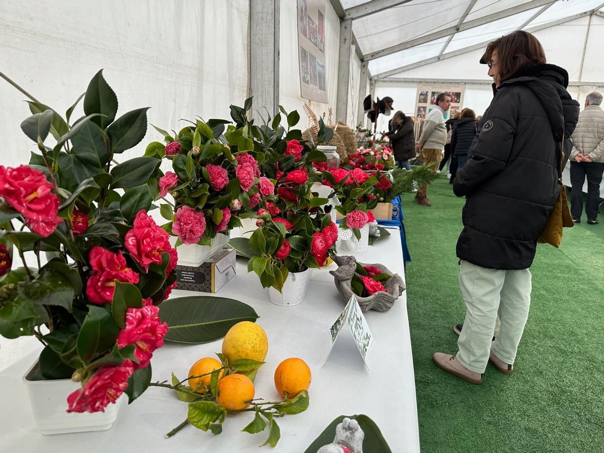 En imágenes: las camelias arrasan en Luarca