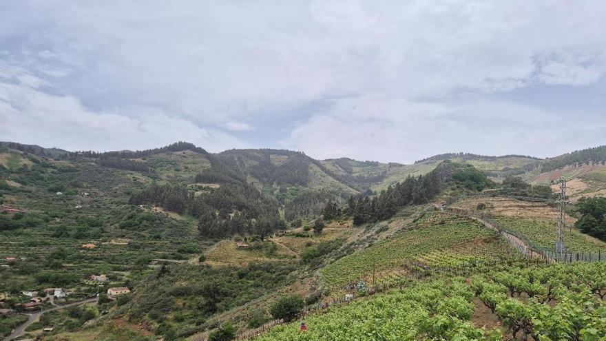 Conociendo Gran Canaria a través de su ruta del vino