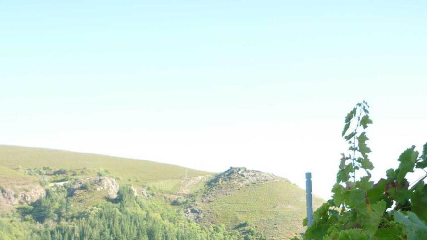 Juan Manuel Redondo, presidente del Consejo Regulador de la DOP, en un viñedo del Monasterio de Corias.