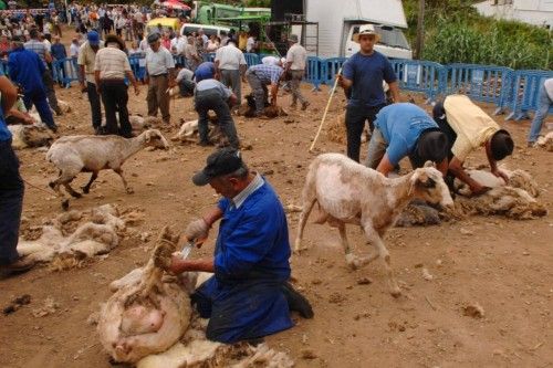 Feria de ganado, concurso de arrastre y trasquilada