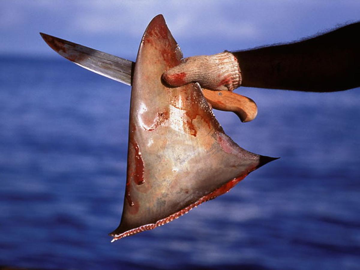 Al cortarles la aleta a los tiburones, éstos sufren una larga agonía