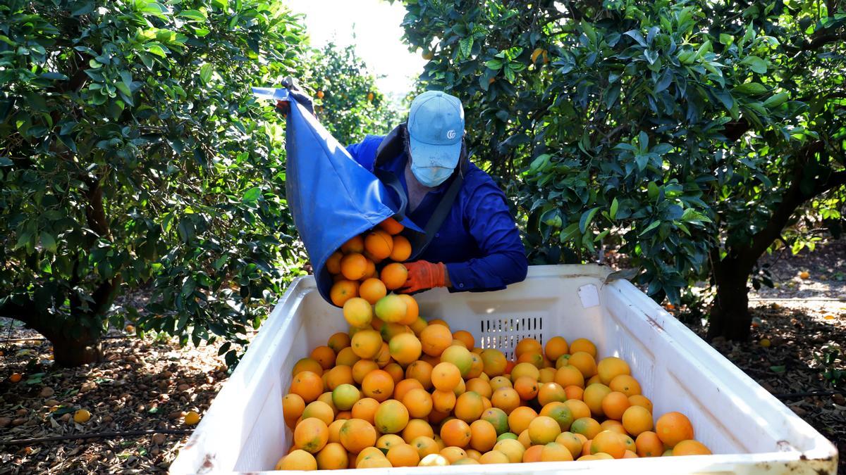 Un trabajador de la recogida de la naranja en una explotación de Palma del Río. Imagen de archivo.