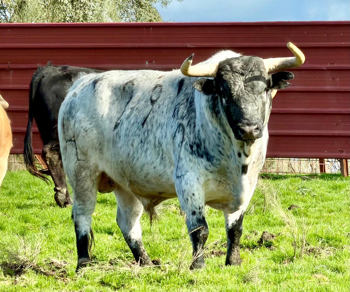 Los seis toros del encierro de Santa Quitèria en Almassora, uno a uno