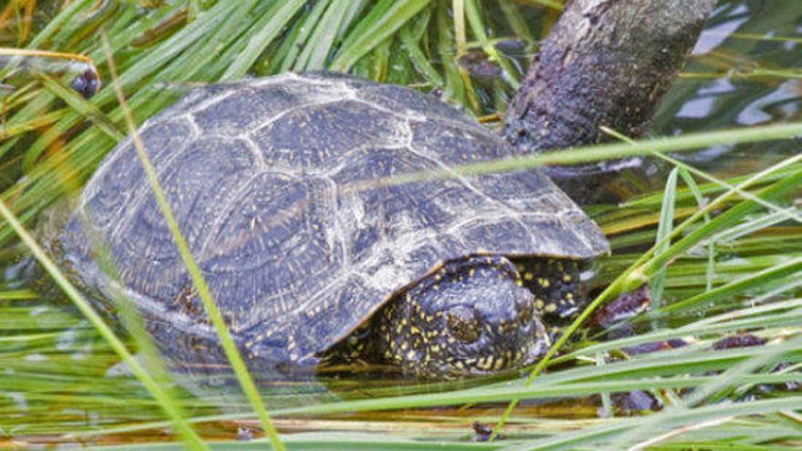 Un exemplar de tortuga d&#039;estany