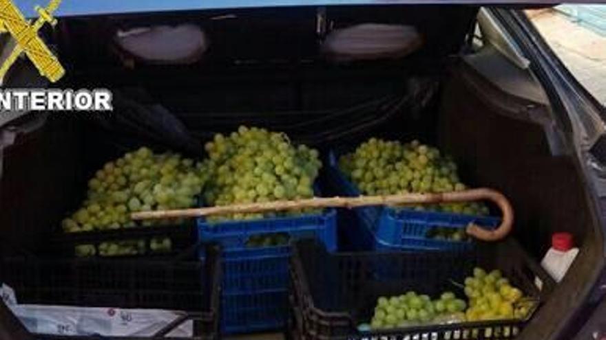 Detenidos por robar tres toneladas de uva en Monforte