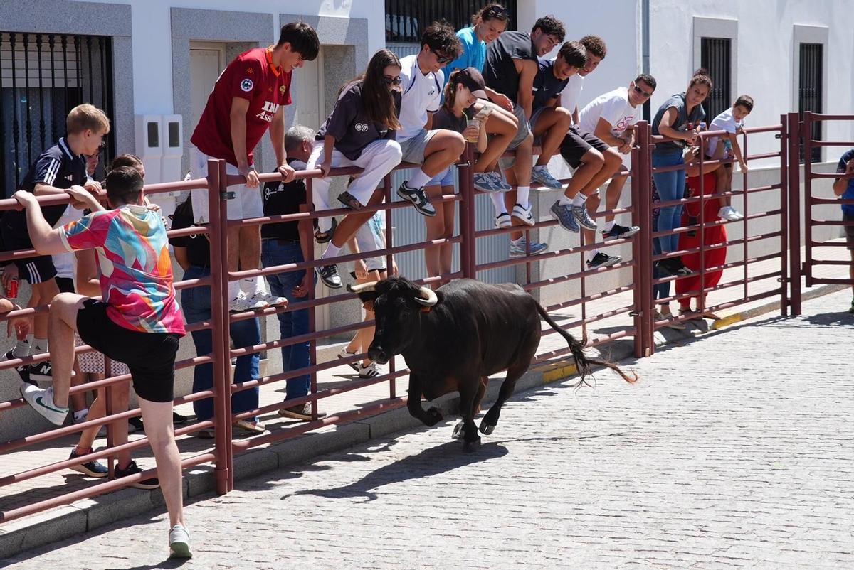 Las vaquillas vuelven tomar la calle en la feria de Añora Las vaquillas vuelven tomar la calle en la feria de Añora