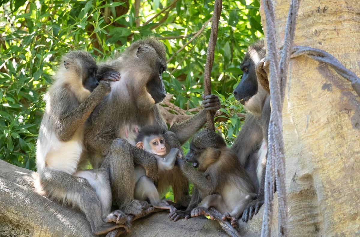 La mejor opción es el Pase B para disfrutar de BIOPARC todo el año