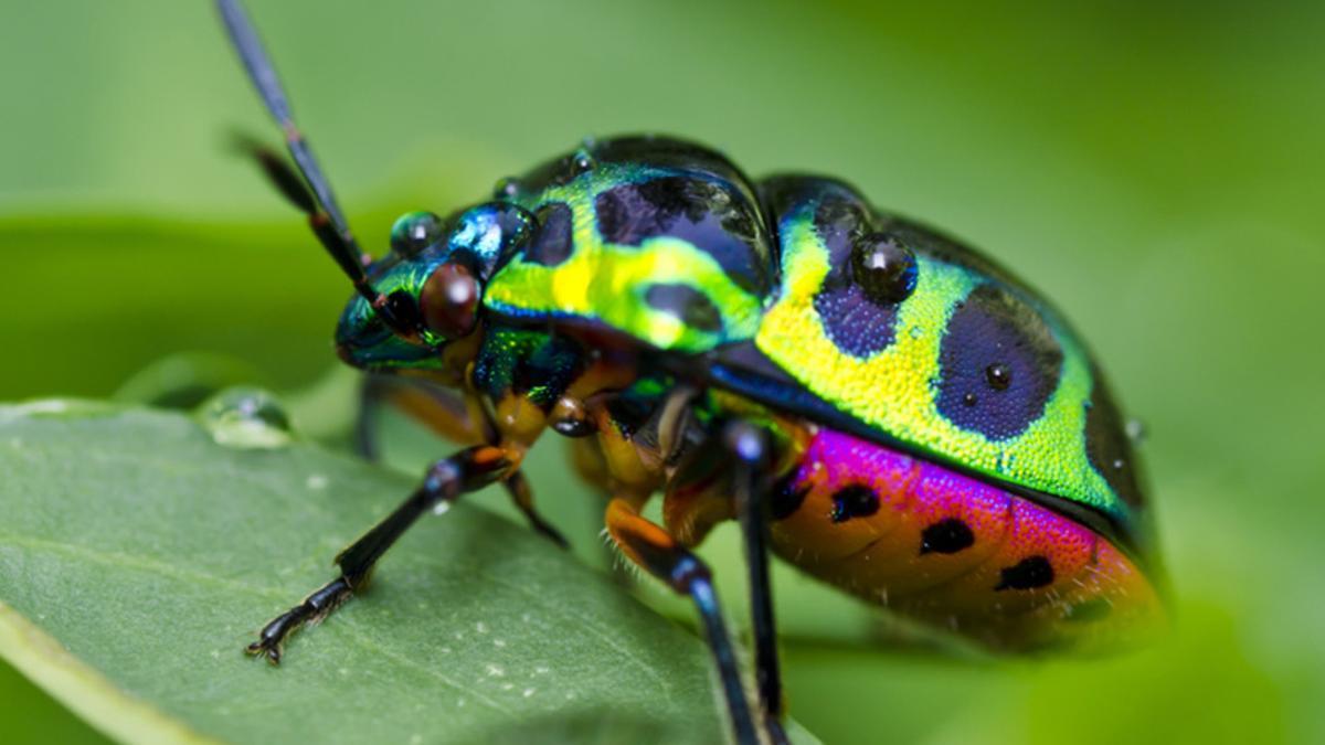 Uno de los insectos de la nueva exposición de invertebrados del Zoo de Barcelona.