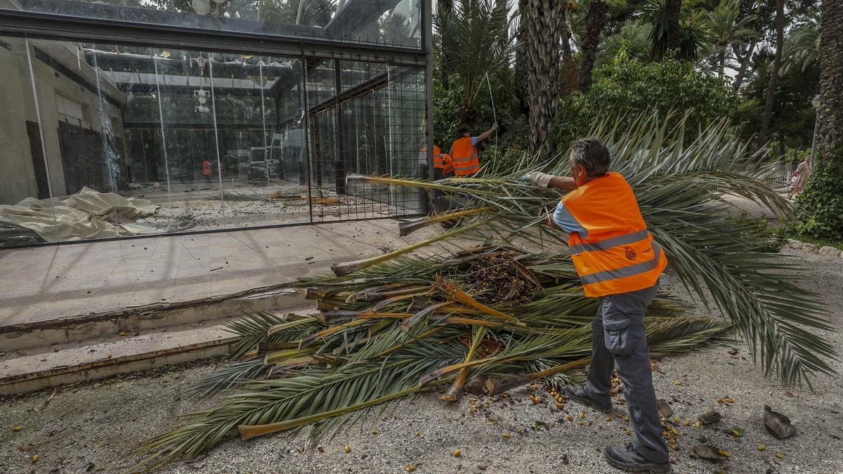 Trabajos de conservación del palmeral de Elche, en el Parque Municipal