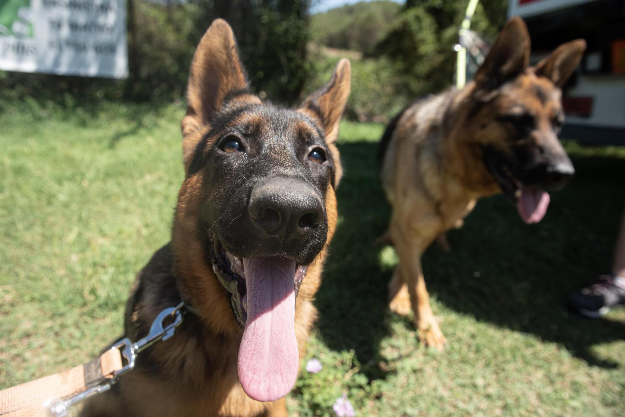 Residències canines:  Tres Pins de Balsareny