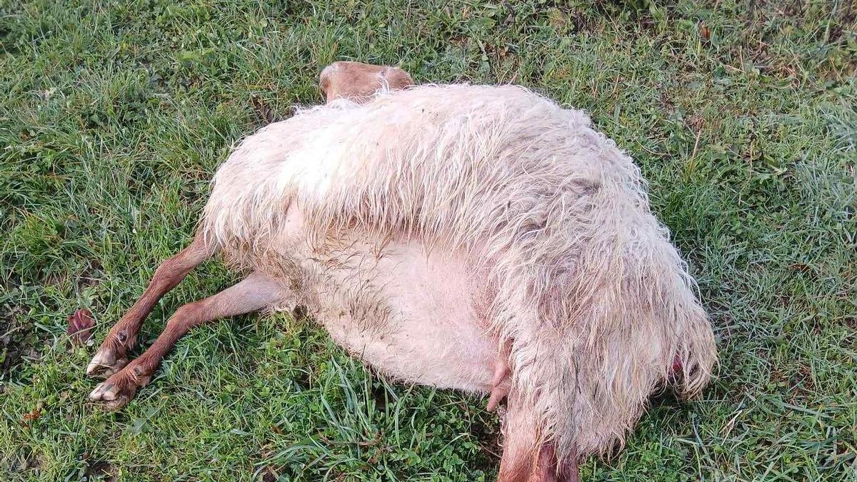 Una de las ovejas muertas por el ataque del lobo en Nieda.