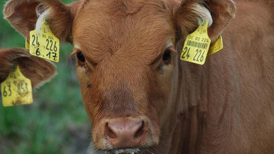 Aunque te guste la carne, en dos años serás vegetariano