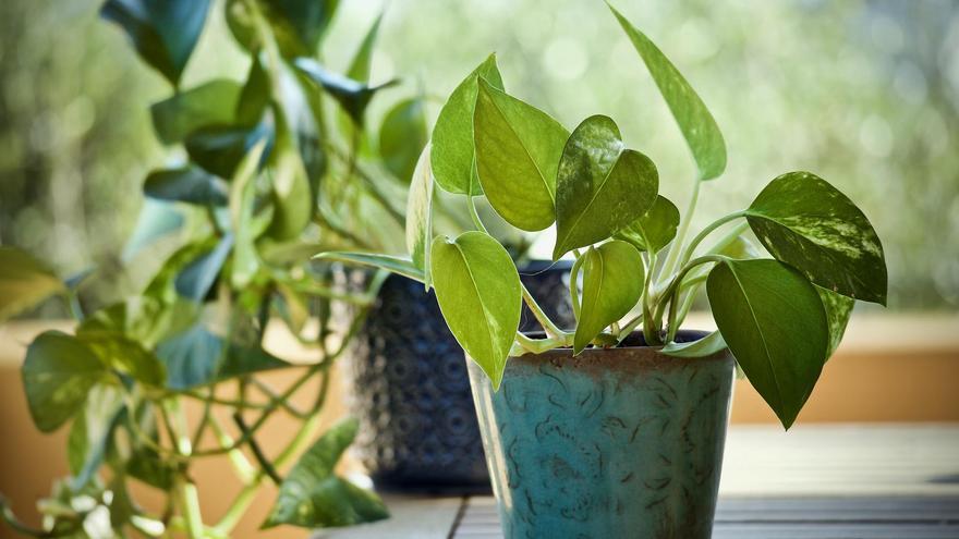 El potos, la planta que dará alegría a tu hogar y apenas necesita cuidados