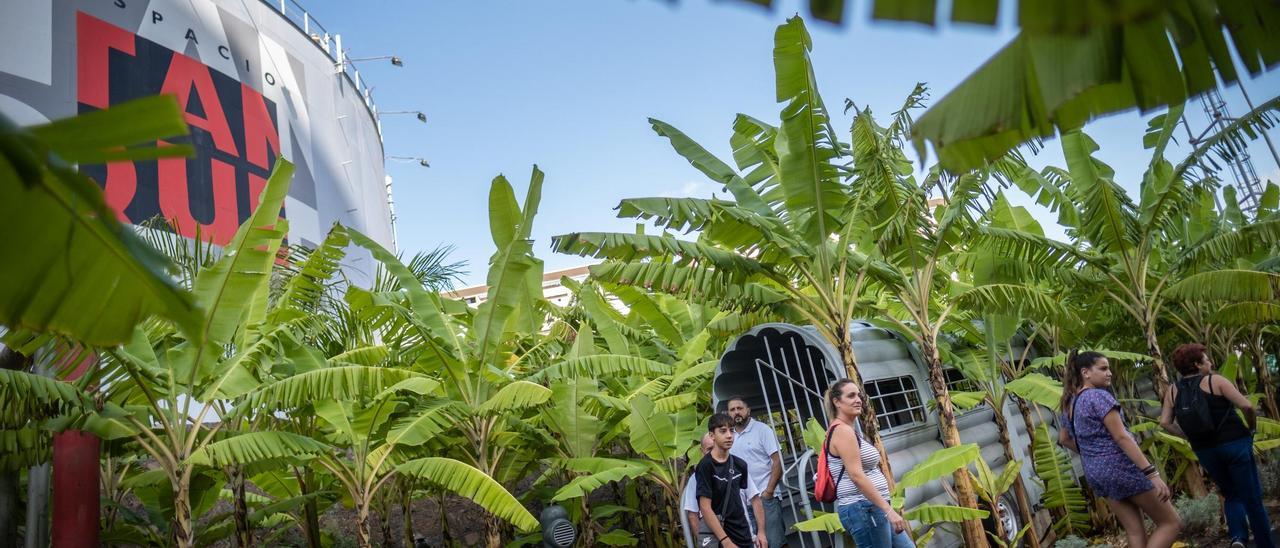 Jardín del Espacio Cultural El Tanque, en Santa Cruz de Tenerife.