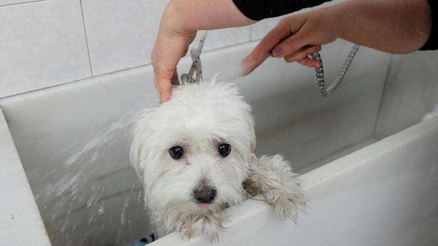 Cómo prevenir las pulgas en nuestras mascotas