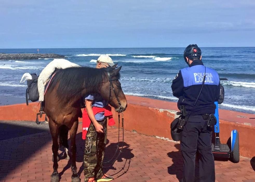 Un caballo pasta en Las Canteras