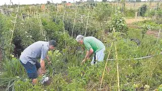 Castelló regulará el horario y el uso de zonas comunes de los huertos urbanos