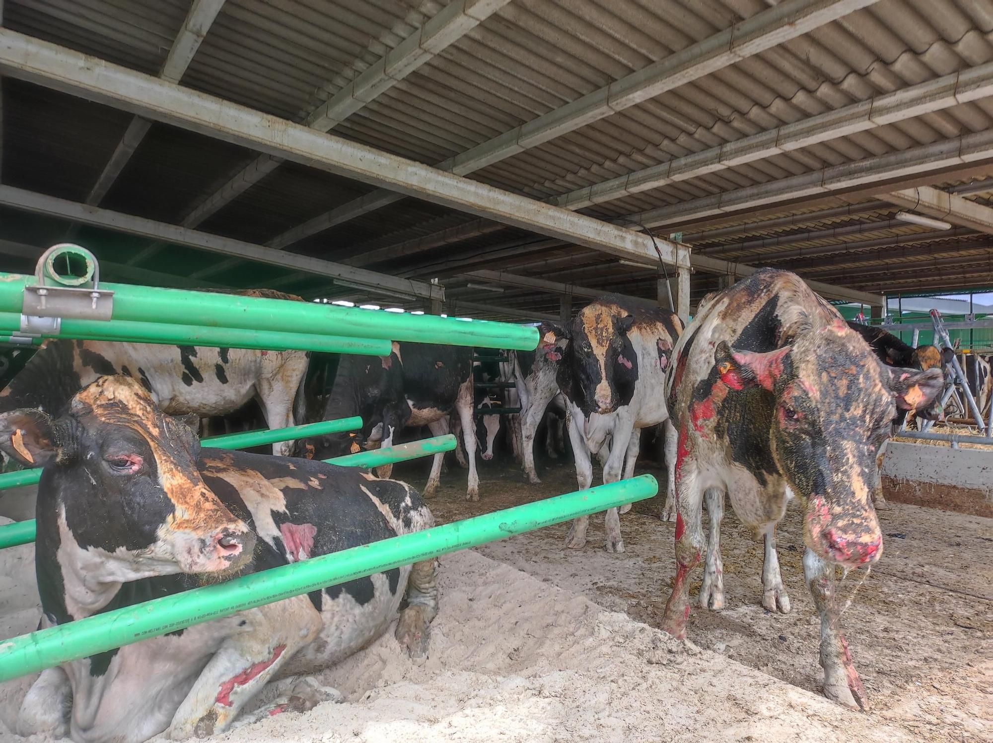 En imágenes: El fuego devora una nave ganadera en Otur (Valdés) y causa daños a un centenar de vacas