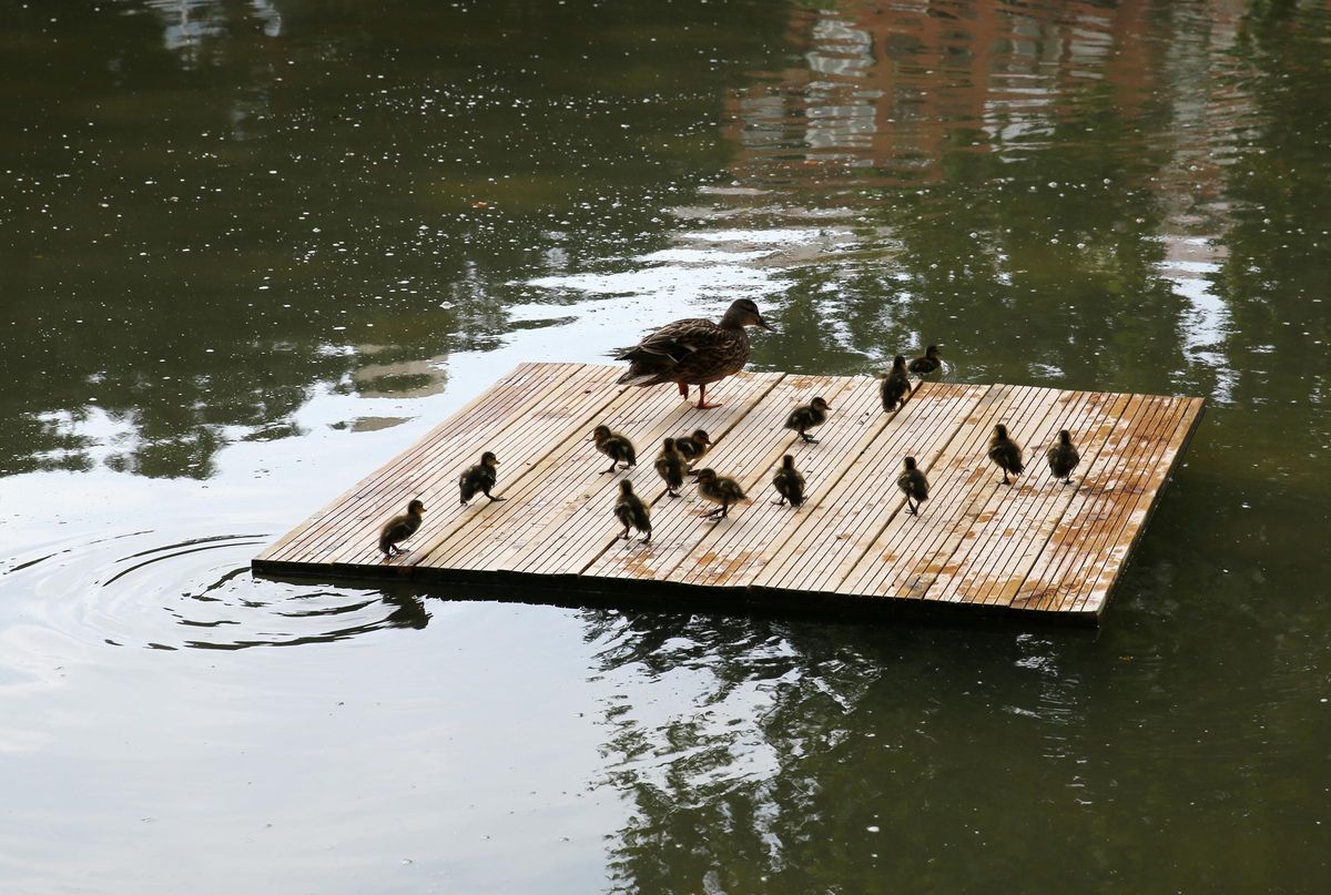 La familia de patos sobre una tabla en el lago de los jardines del Baix Guinardó, en Barcelona.