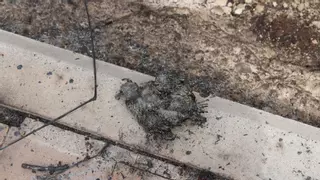 Veterinarios de la zona se desplazan a Soto de Viñuelas para socorrer a los animales afectados por el fuego: "Ayudamos a morir a muchos"
