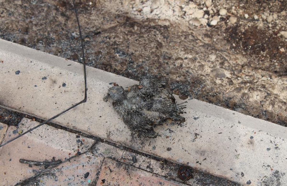 Muchos animales han perdido la vida por el fuego.