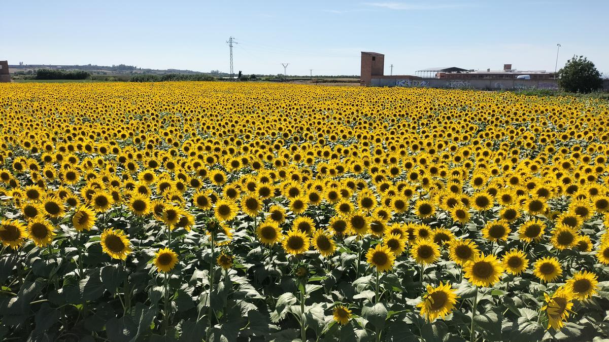 Camp de girasols.