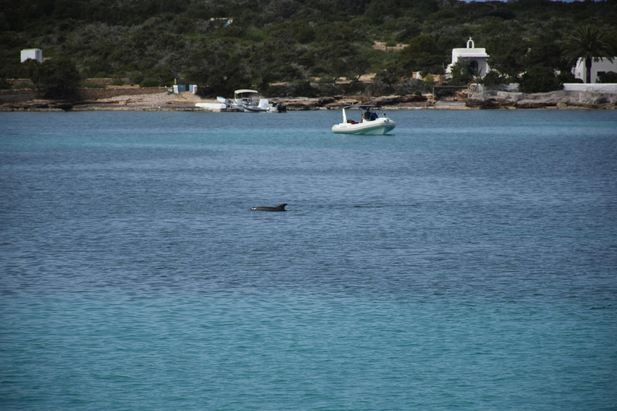 Delfines en  s'Espalmador