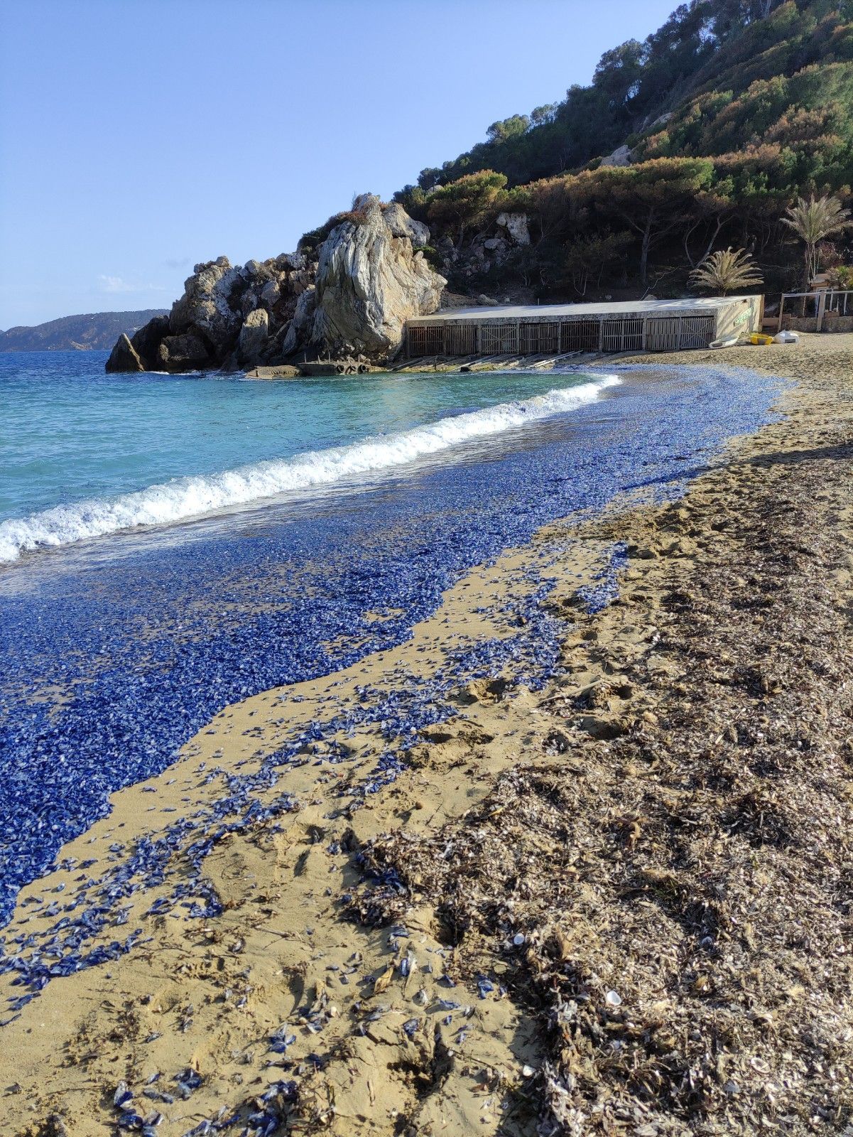 Aparecen cientos de miles de medusas en una playa de Ibiza