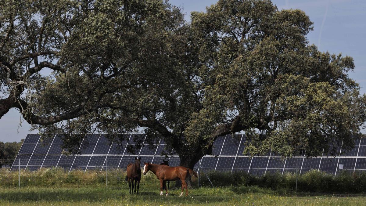 Caballos en la planta solar Talayuela II, de Statkraft.