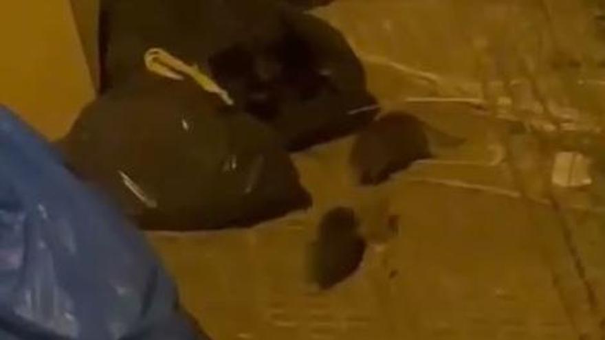 Graban a al menos cuatro ratas junto a unos contenedores de basura en una calle de Ibiza