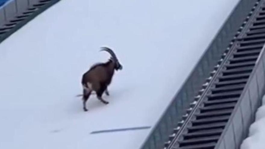 Más animales se apuntan a los juegos de invierno: del perro lobo al carnero