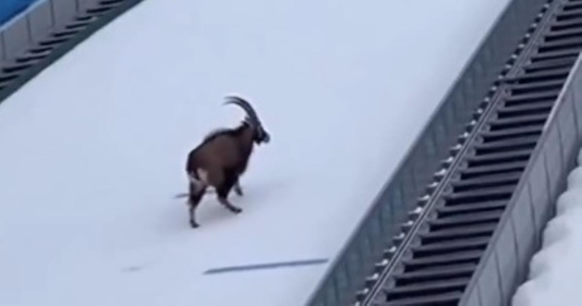 El carnero en las pistas de nieve.