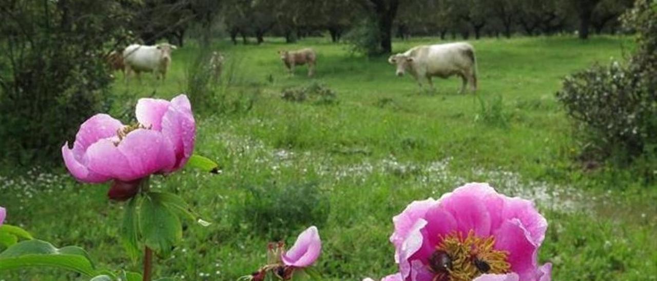 Orquídeas y ganadería en la Sierra de la Mosca, alineación de montes que enlaza los cascos urbanos de Cáceres y Sierra de Fuentes.