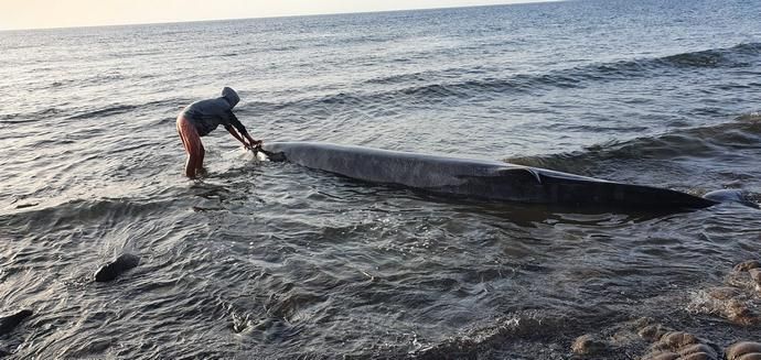 Una ballena muerta aparece varada en la costa de Tuineje