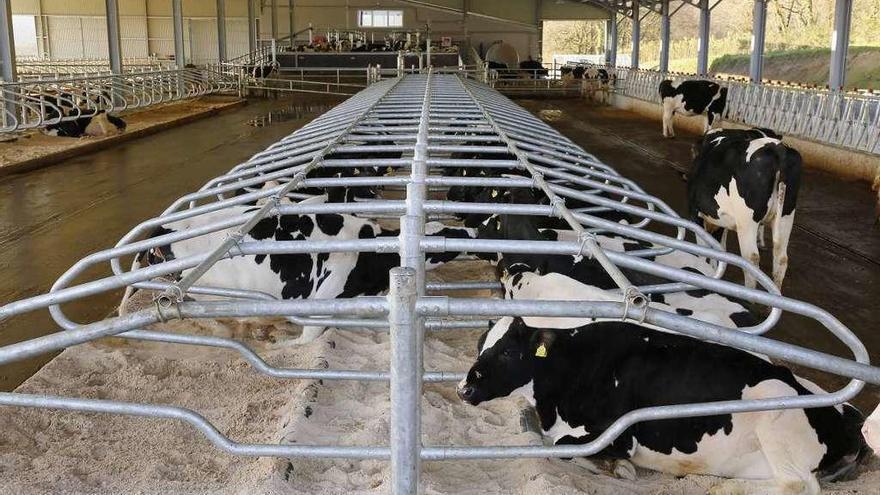 Una empresa coruñesa opta al premio GandAgro por sus camas para vacas