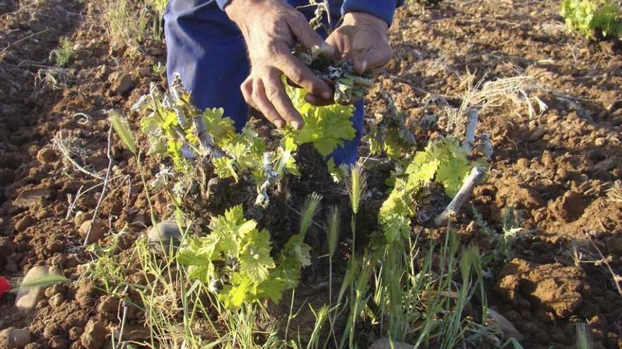 Viñedos de Toro dañados por una helada en el invierno de 2010.