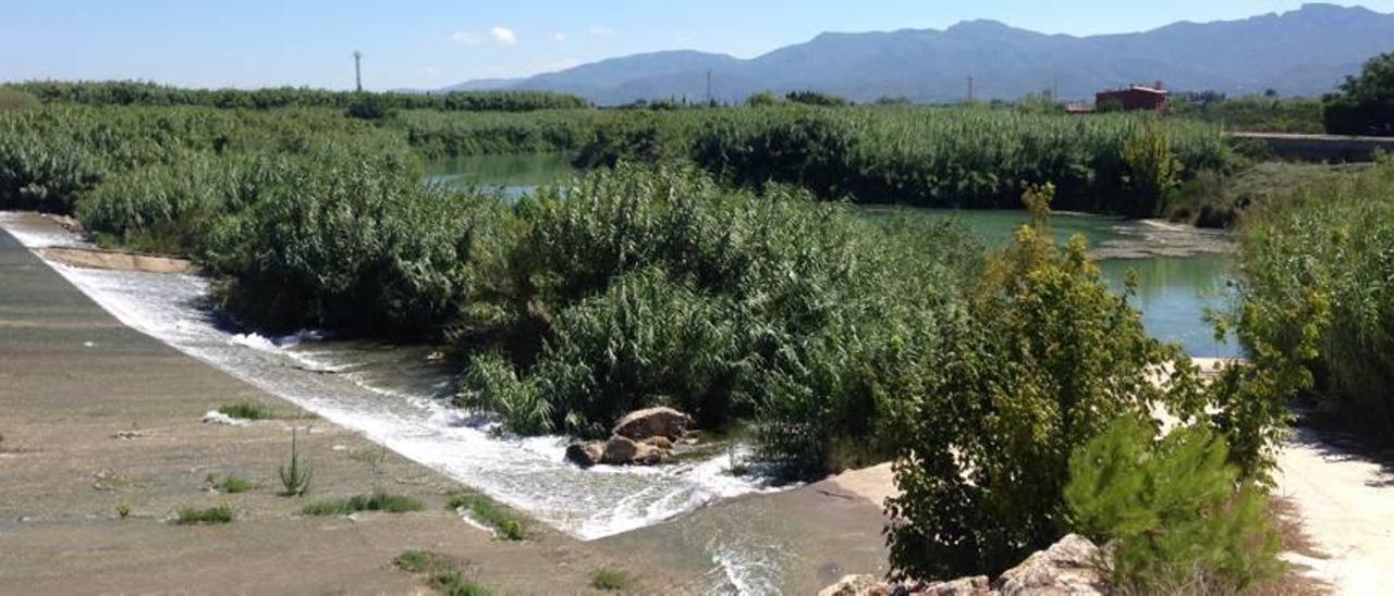 Las cañas invaden el azud de Cullera de una orilla a otra del Xúquer