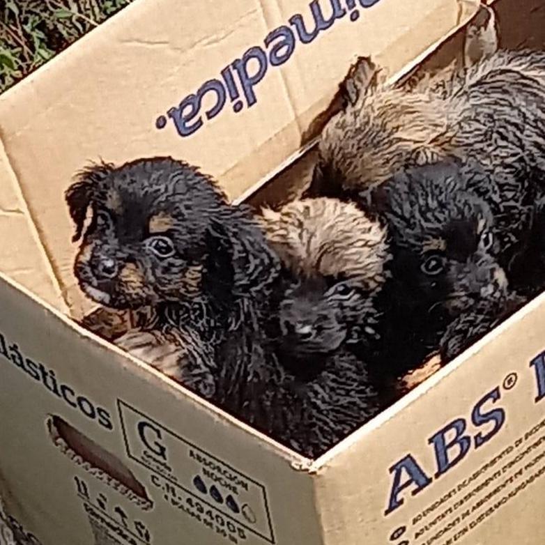 Los cachorros rescatados en Garachico