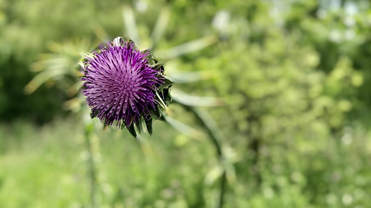 Cardo en la Ribera.