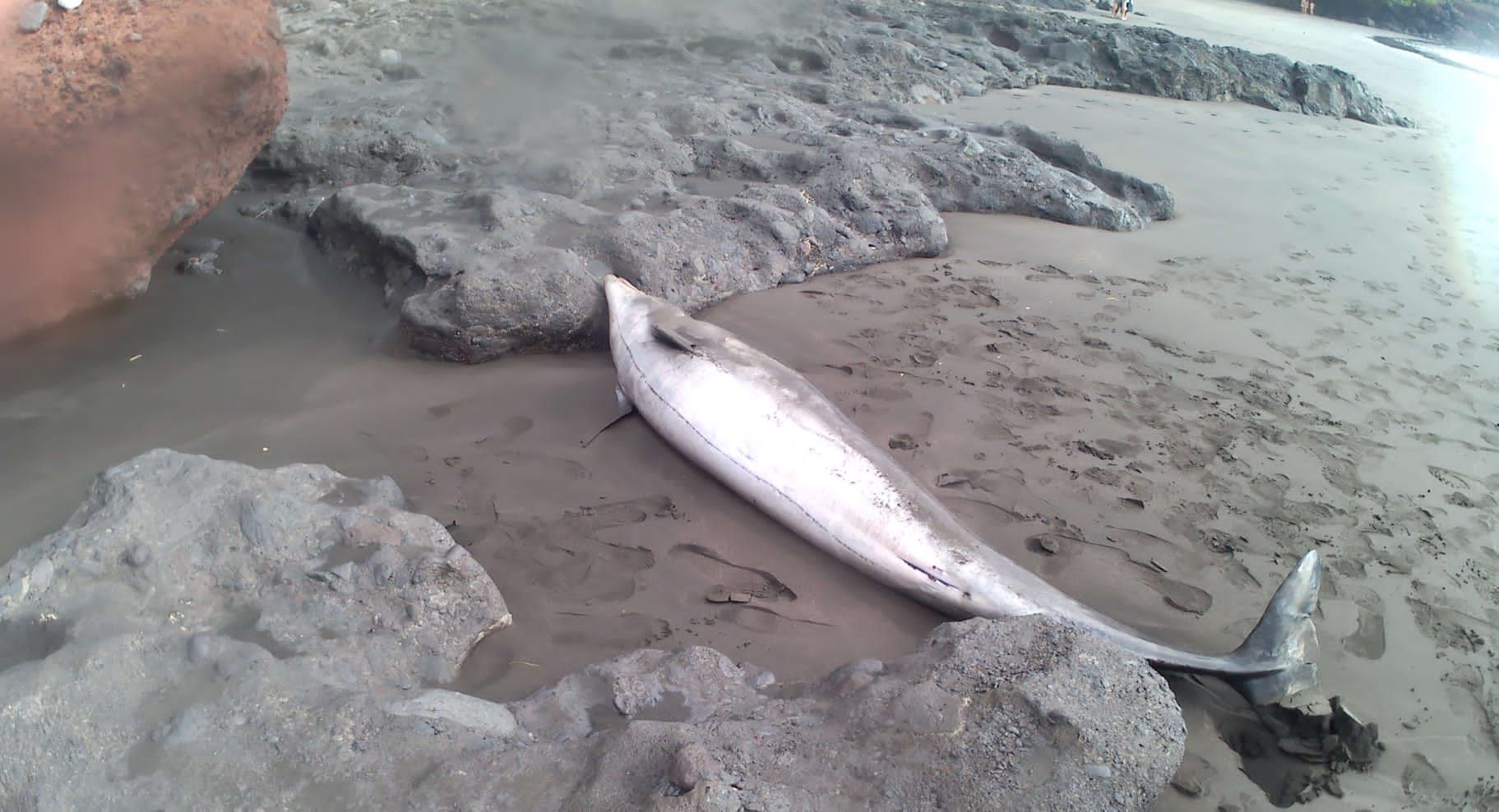 Delfín varado en playa Chica