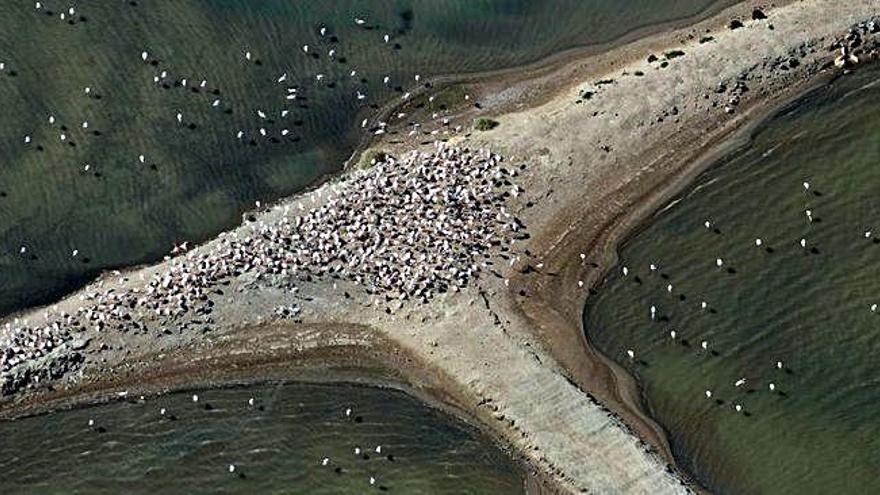 Imatge aèria de la colònia de flamencs a les salines de la Trinitat del delta de l&#039;Ebre