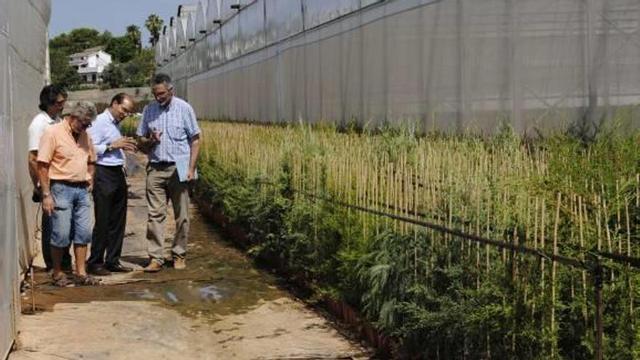 Diputación liquida el plan de los cipreses 'ignífugos' y reparte 10.000 árboles