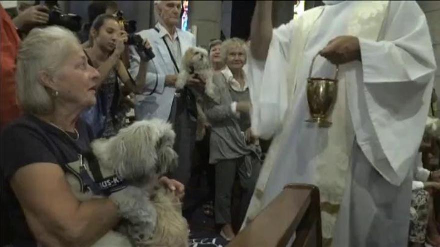 Pintoresca bendición de animales en una iglesia de Niza